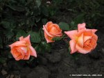 Lovers Meeting-3.jpg